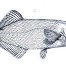 Image of Stomatorhinus