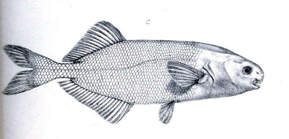 Image of Stomatorhinus