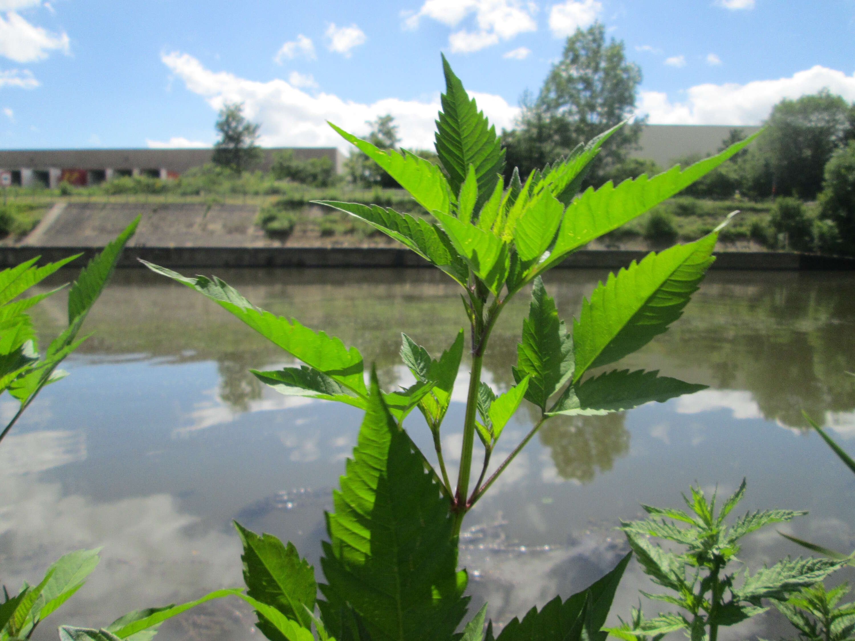 صورة Bidens frondosa L.