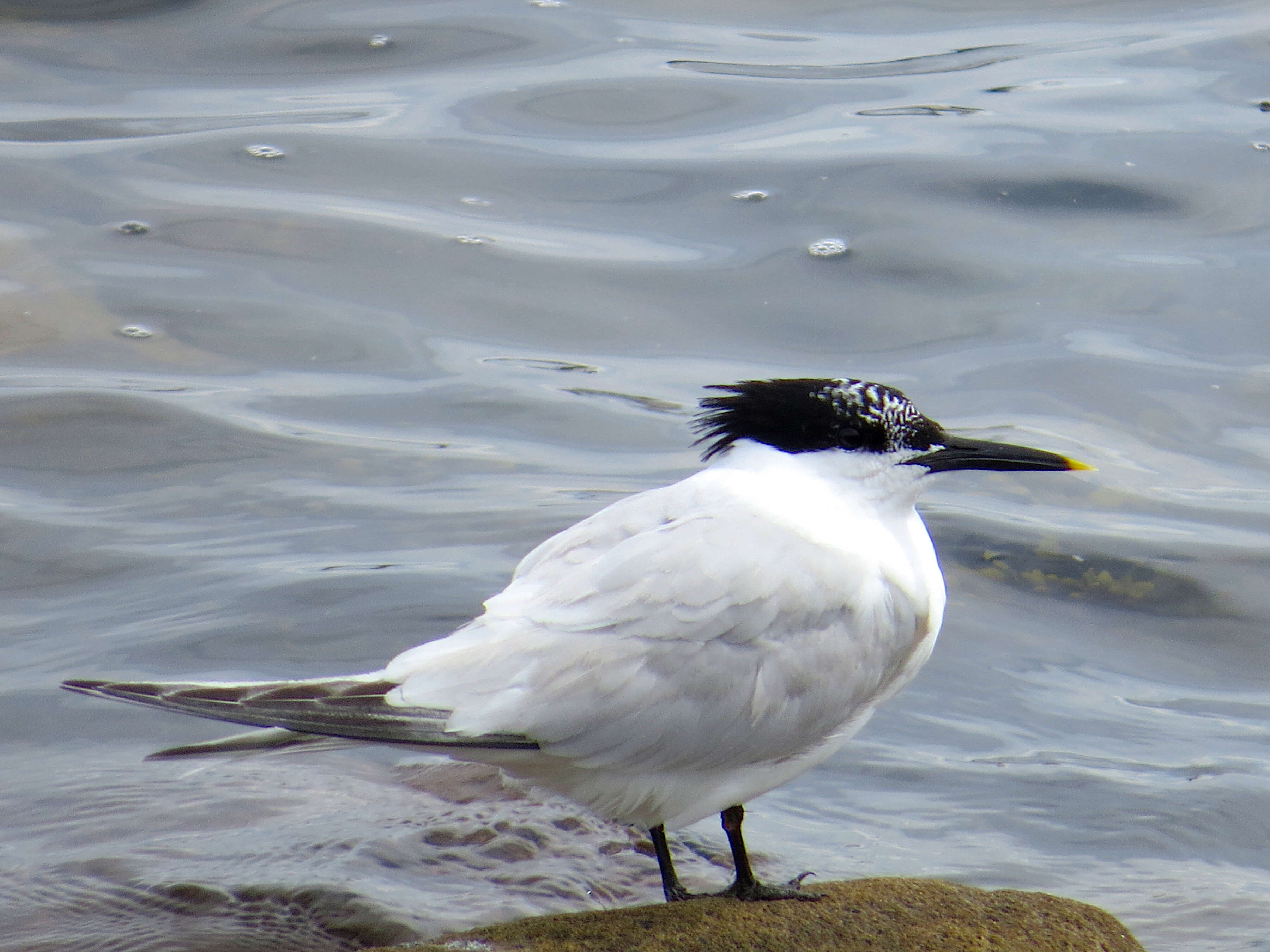 Image of Sandwich Tern