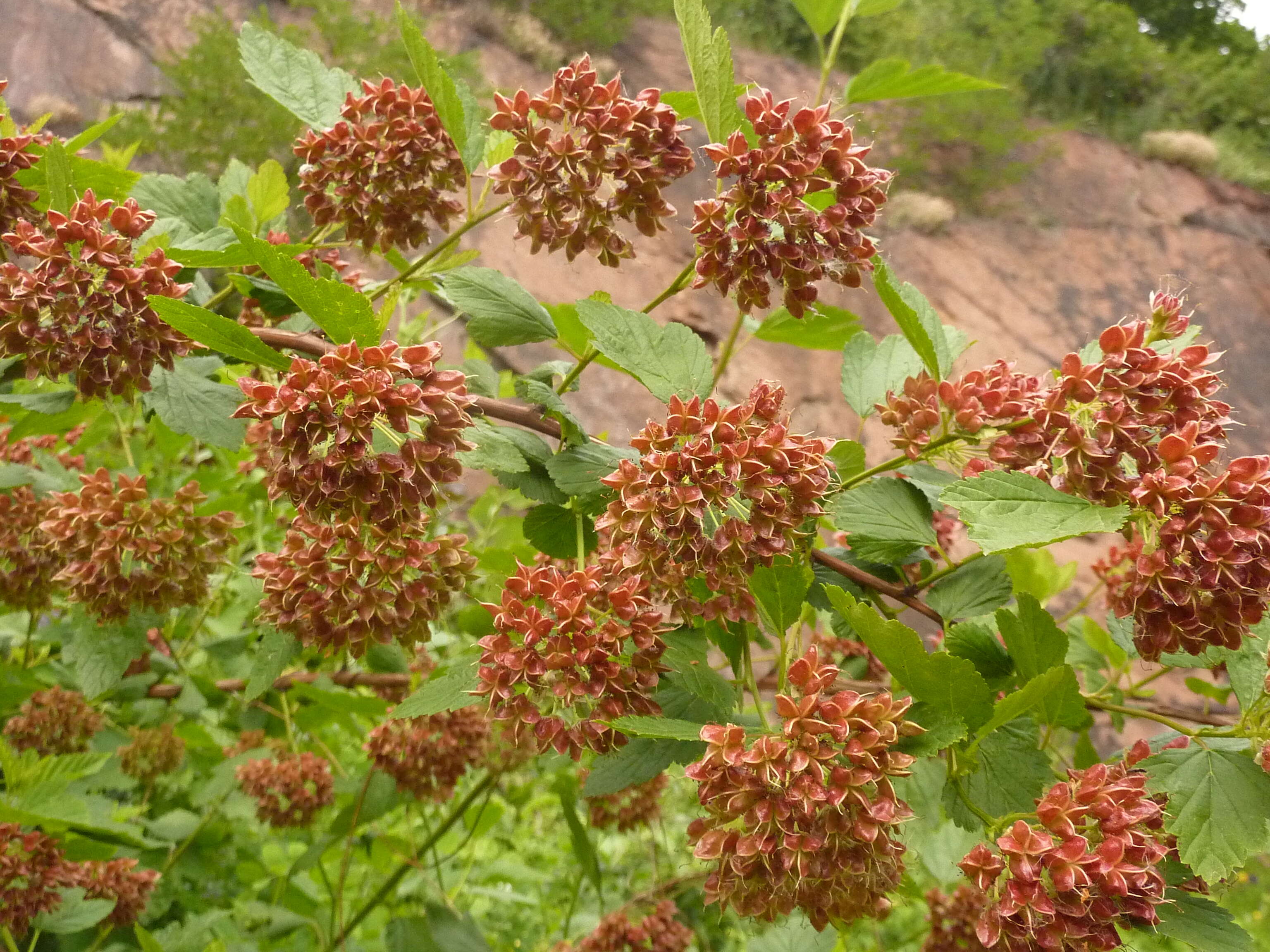 Physocarpus opulifolius (L.) Maxim. resmi