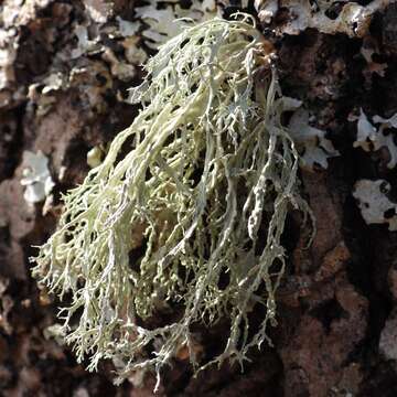 Imagem de Ramalina farinacea (L.) Ach.