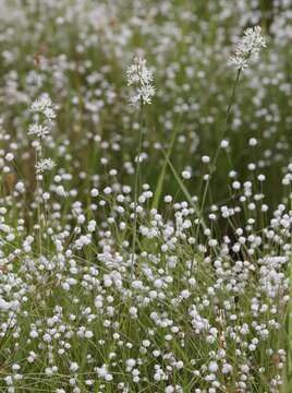 Image of Triantha japonica (Miq.) Baker