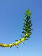 Image of twoleaf watermilfoil