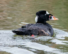 Image of scoter