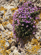 Image of Chaenorhinum origanifolium (L.) Fourr.