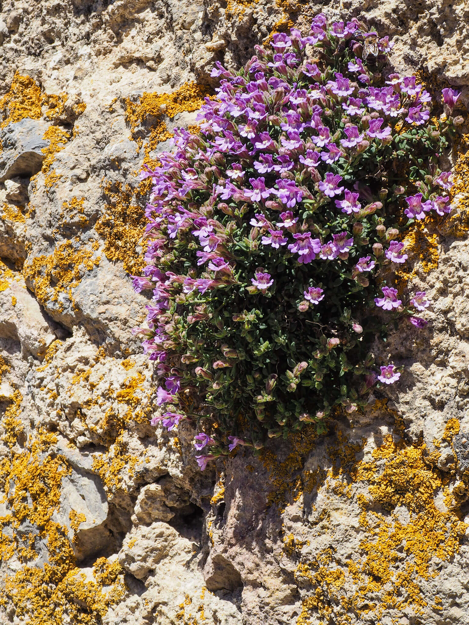 Слика од Chaenorhinum origanifolium (L.) Fourr.