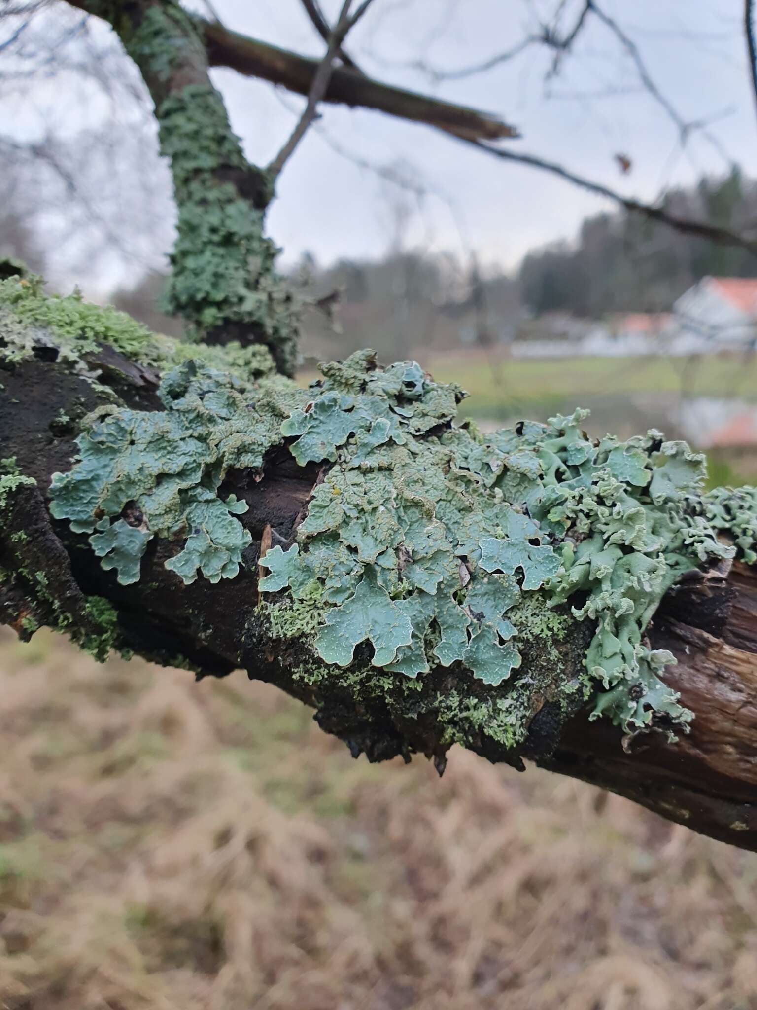 Image of Hammered shield lichen