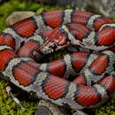 Image of Lampropeltis triangulum triangulum