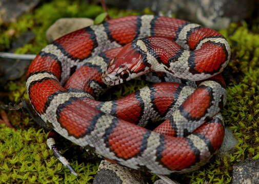 Image of Lampropeltis triangulum triangulum