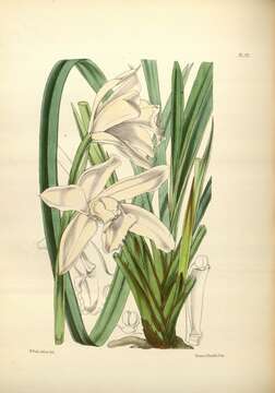 Image of Ivory-colored Cymbidium