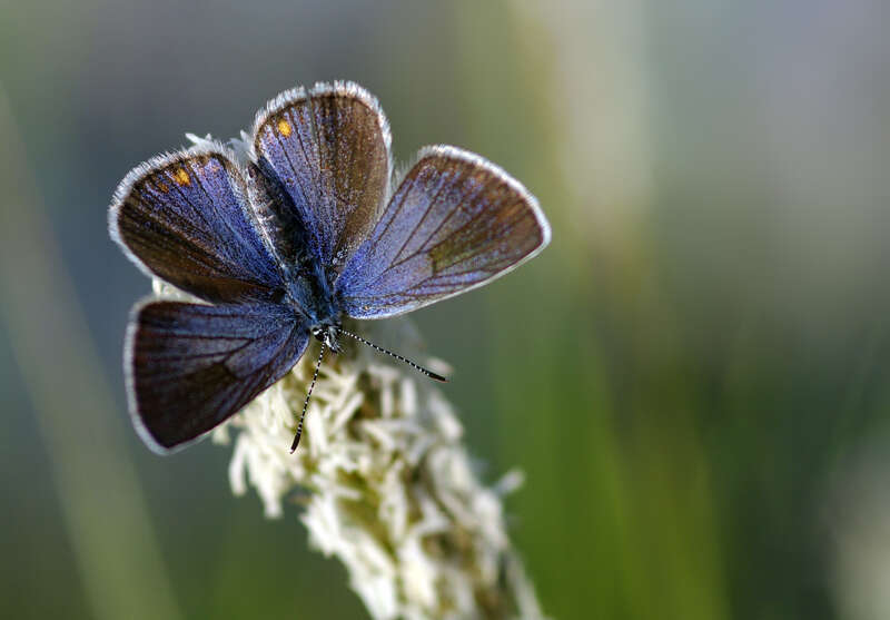 Sivun Cyaniris bellis kuva