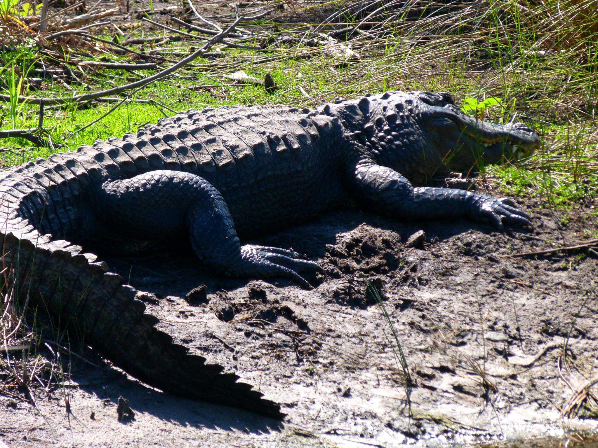 Image of alligators