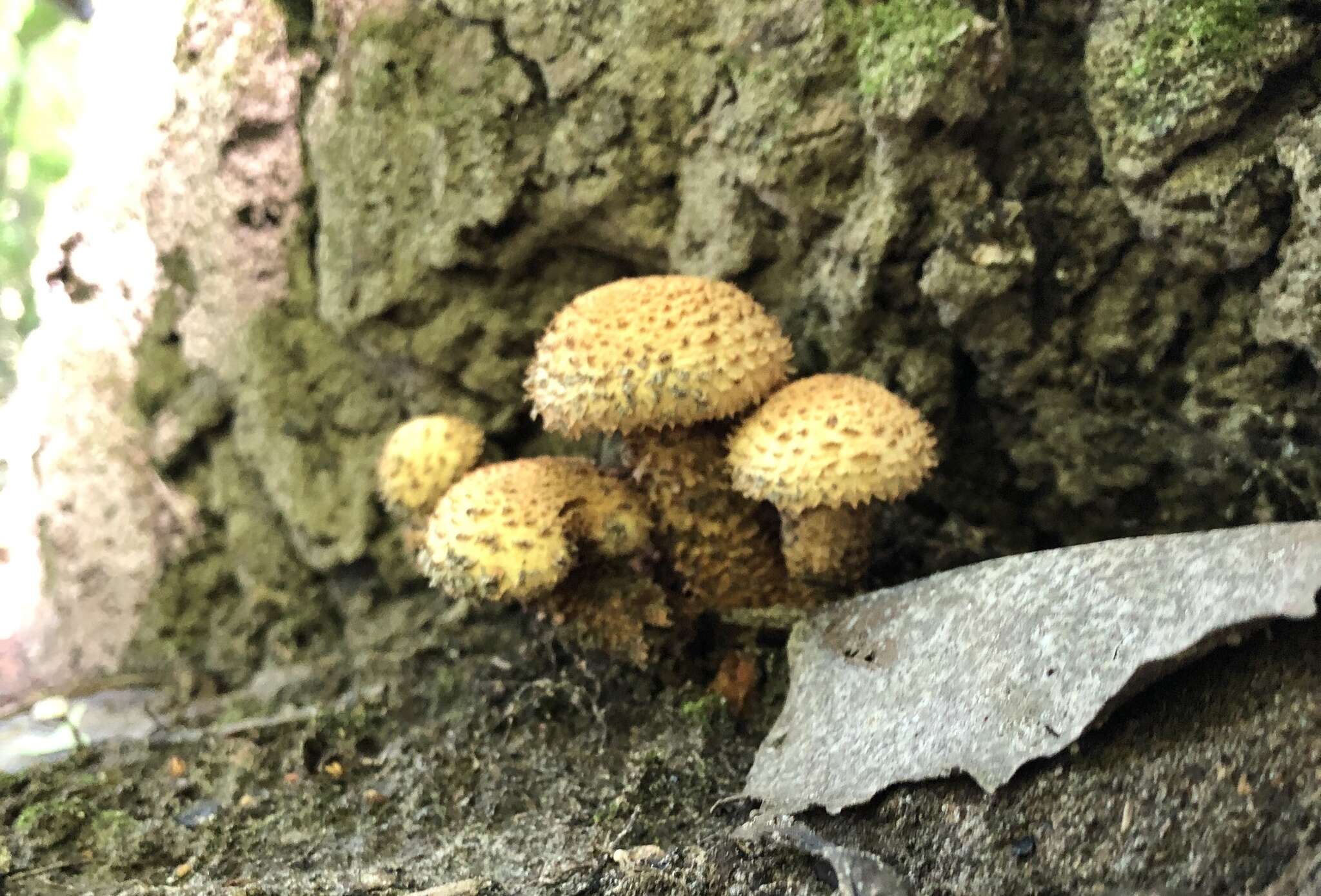 Pholiota squarrosa (Vahl) P. Kumm. 1871 resmi