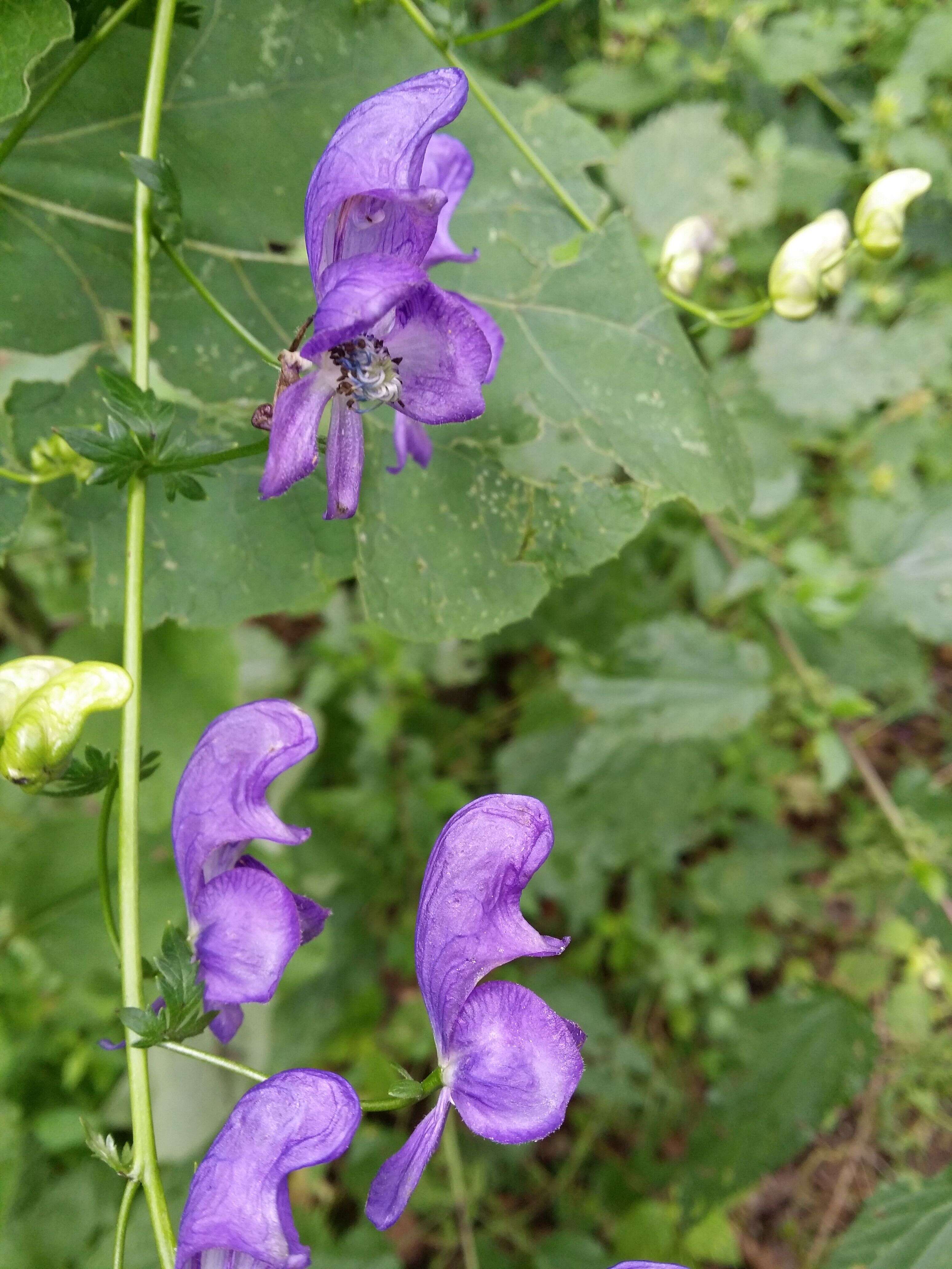 Image of Manchurian monkshood