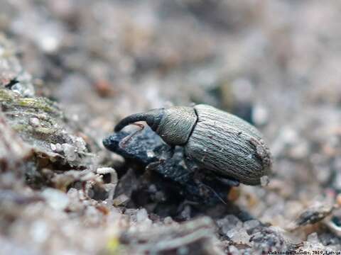 Image of Ellescus bipunctatus (Linnaeus & C. 1758)