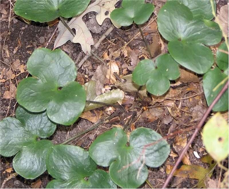 Image of roundlobe hepatica