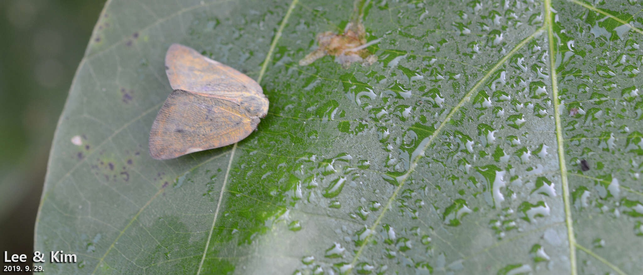 Image of Pochazia shantungensis