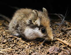 Image of European Garden Dormouse