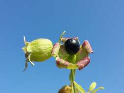 Слика од Silene baccifera (L.) Roth