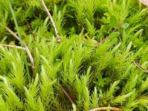 Image of aulacomnium moss