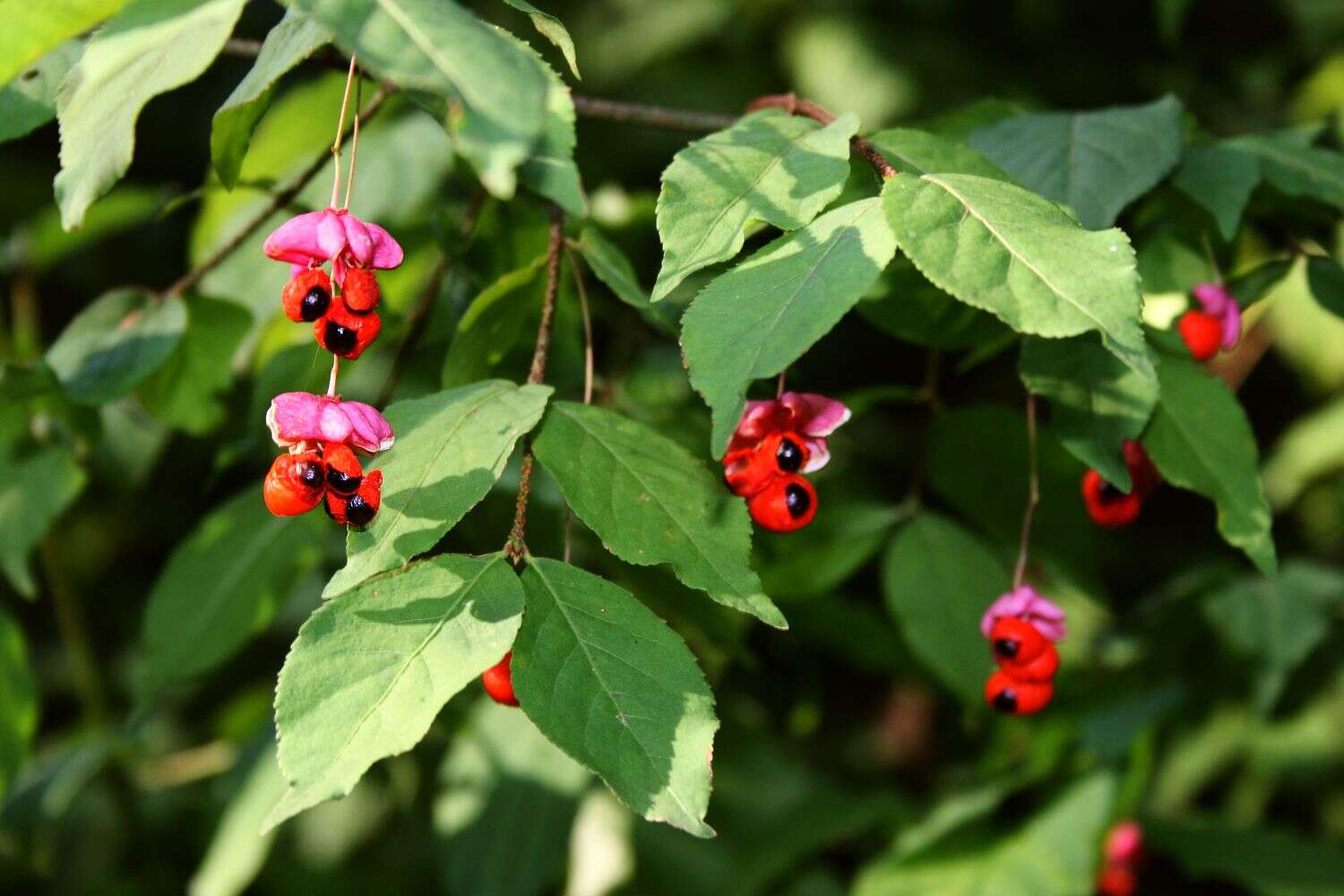 Image of Euonymus verrucosus Scop.