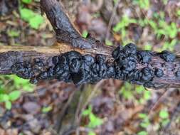 Image of Black Witches' Butter