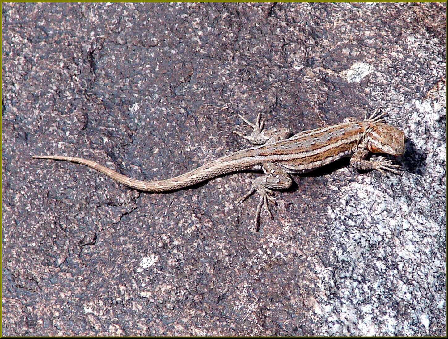 Image of common side-blotched lizard