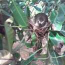 Image of Ceylon Bush Warbler