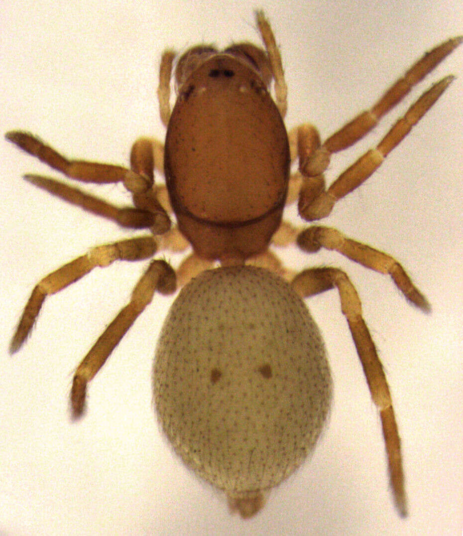 Image of Pararchaeidae