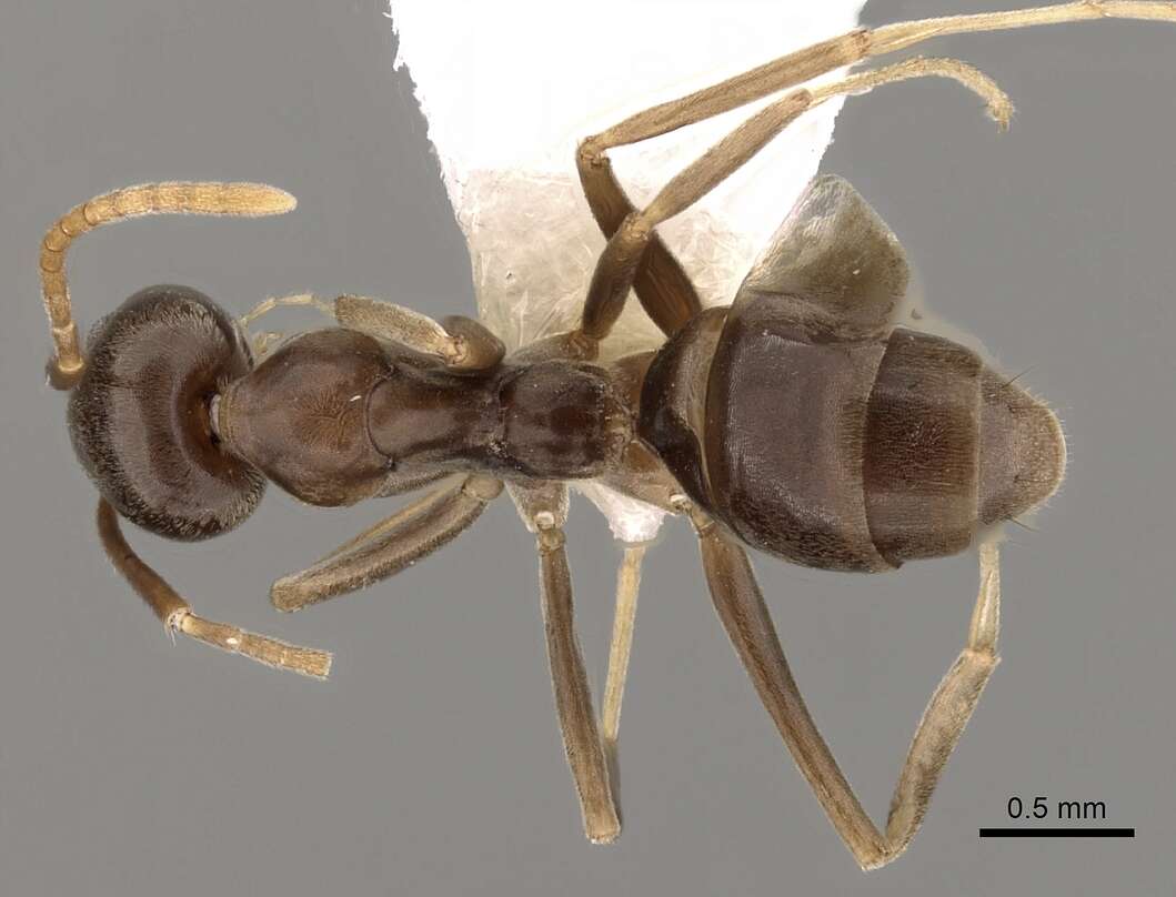 Imagem de Leptomyrmex ramorniensis