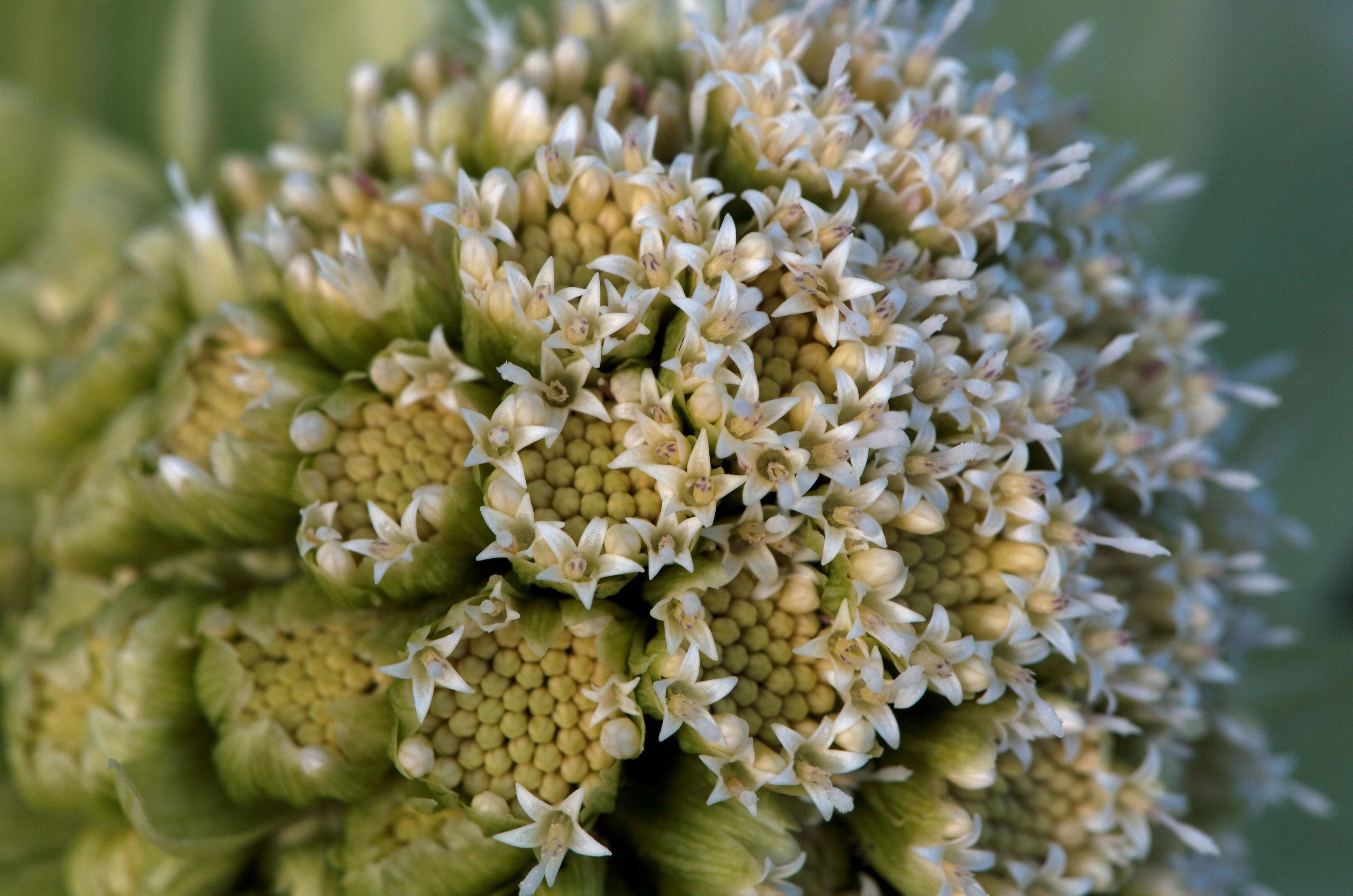 Image of butterbur