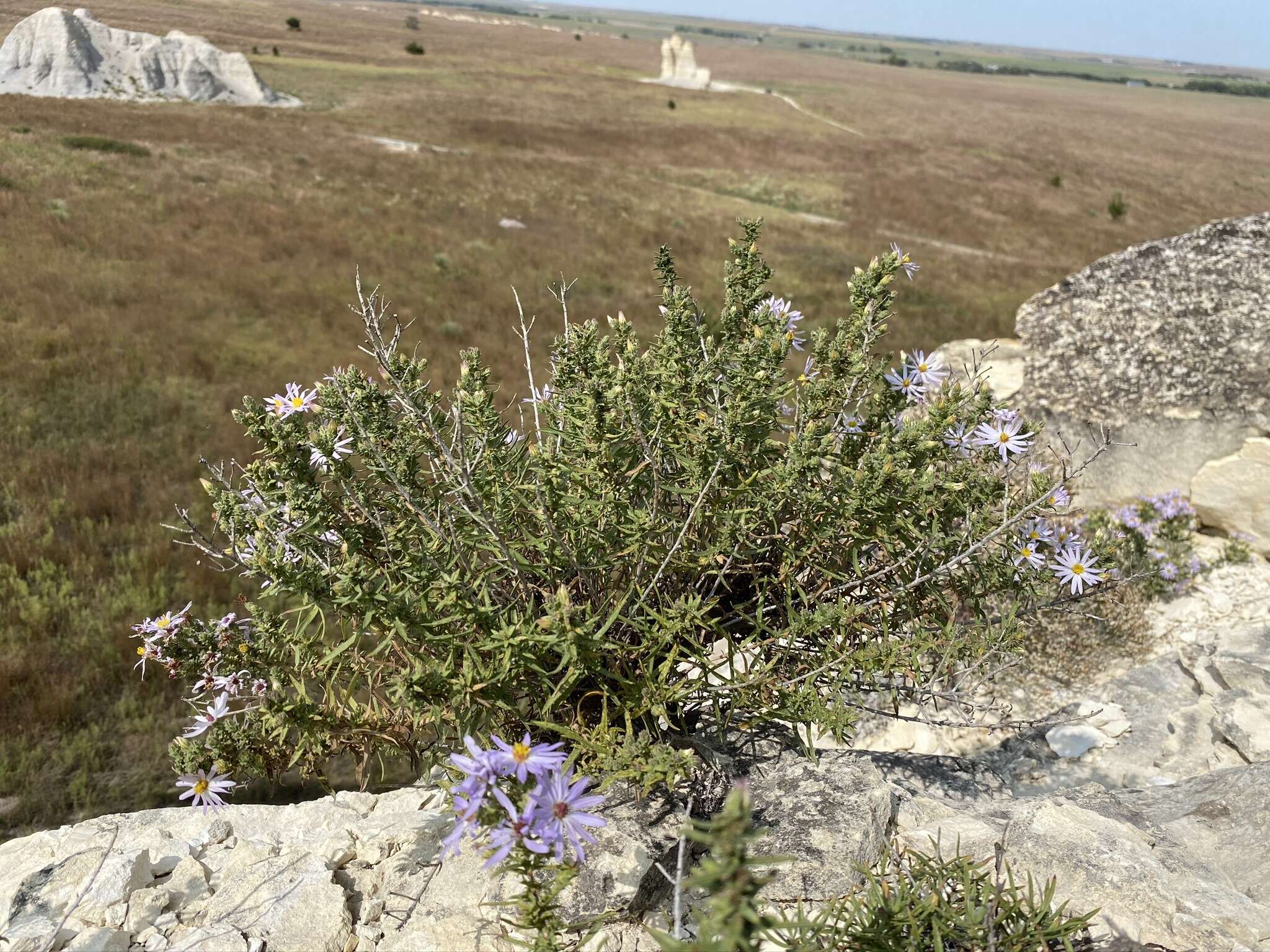 Image of Fendler's aster