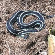 Image of Common Garter Snake