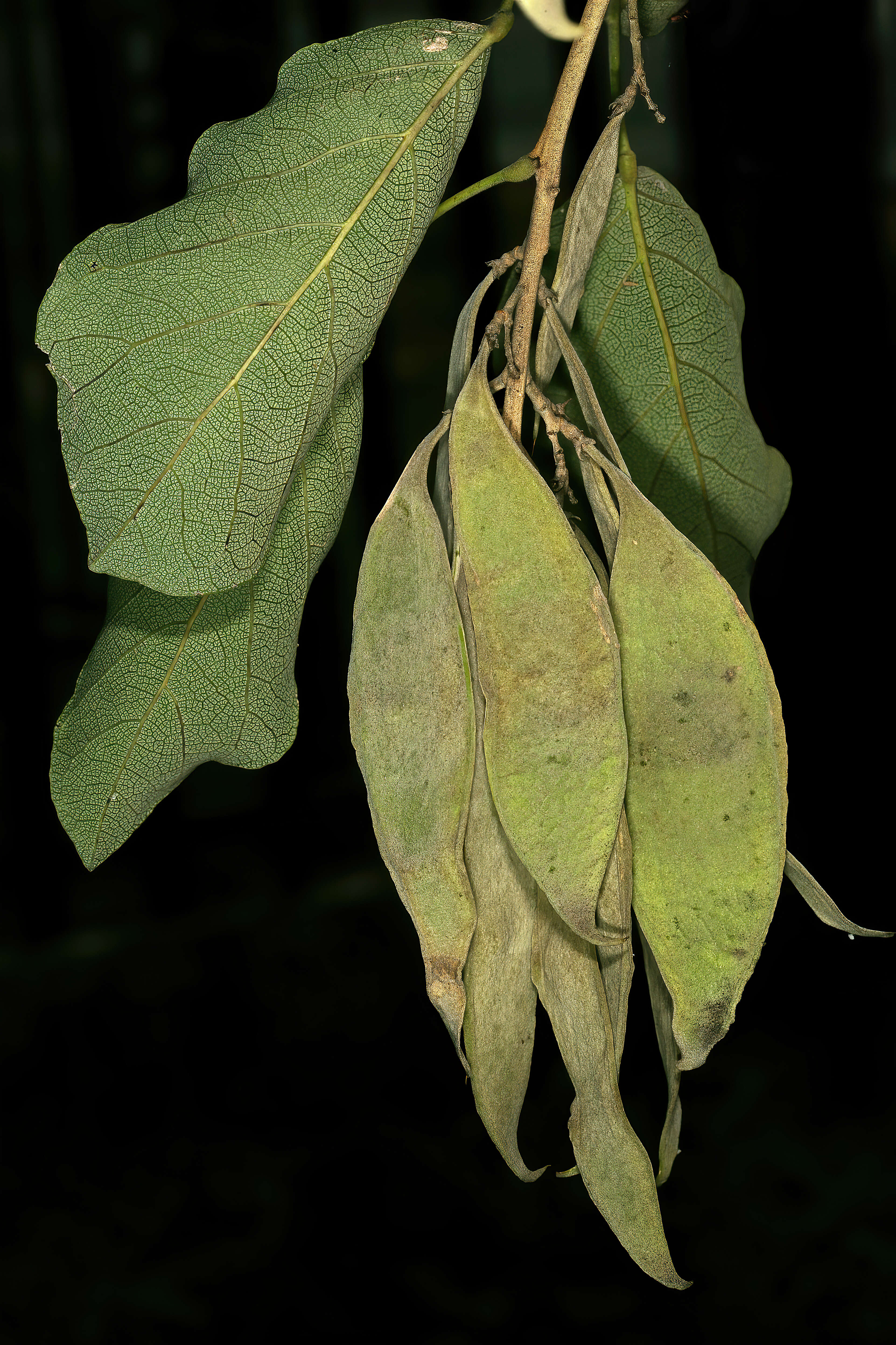 Plancia ëd Philenoptera violacea