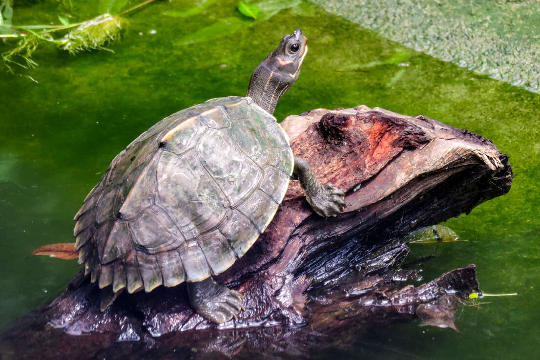 Image of Assam Roofed Turtle