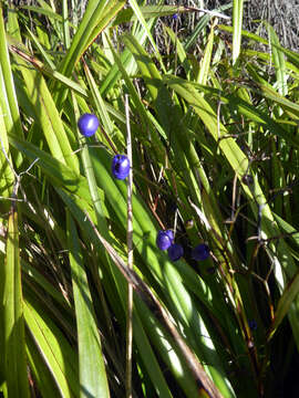 Image of Dianella nigra Colenso