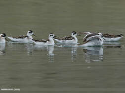 Image of Red-necked Phalarope