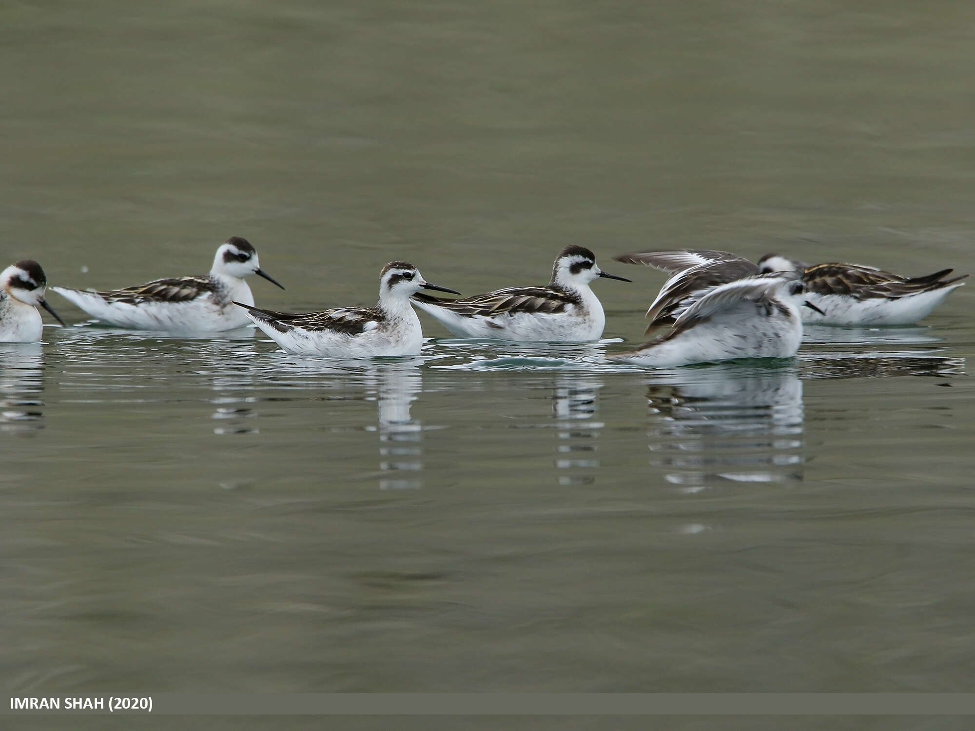 Image of Red-necked Phalarope