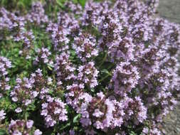 Слика од Thymus serpyllum L.