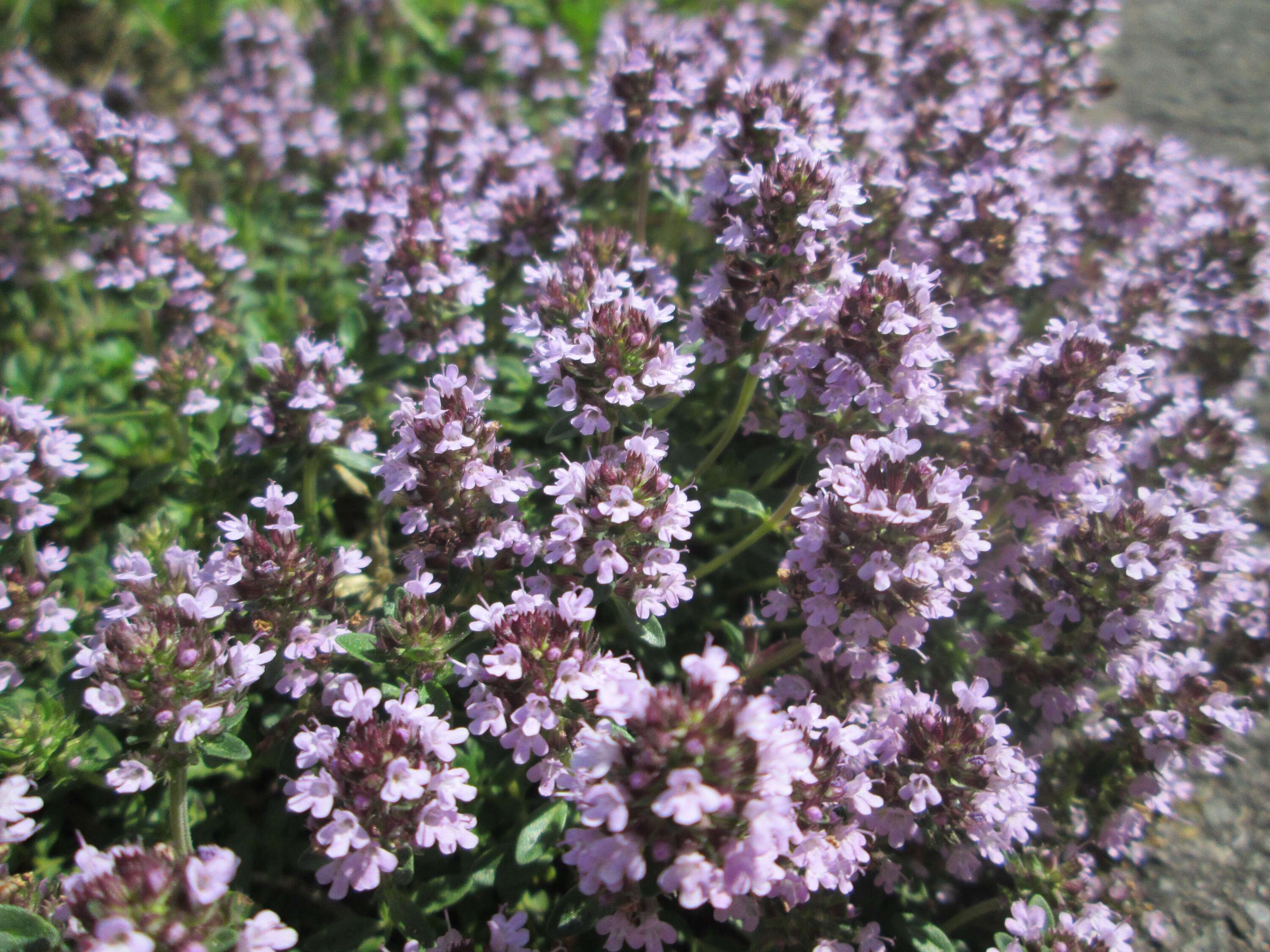 Image of breckland thyme