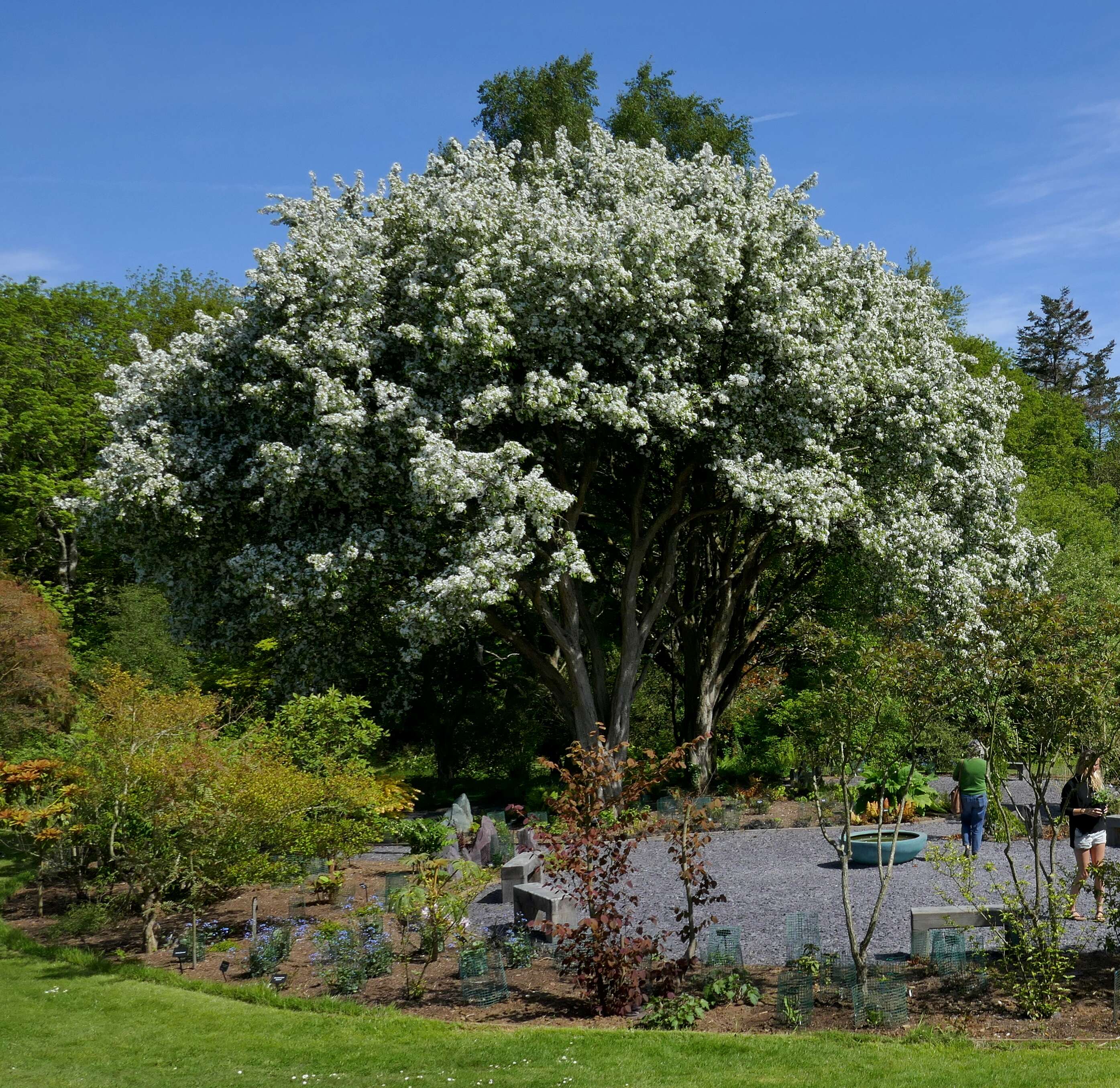 Image of Chinese crab apple