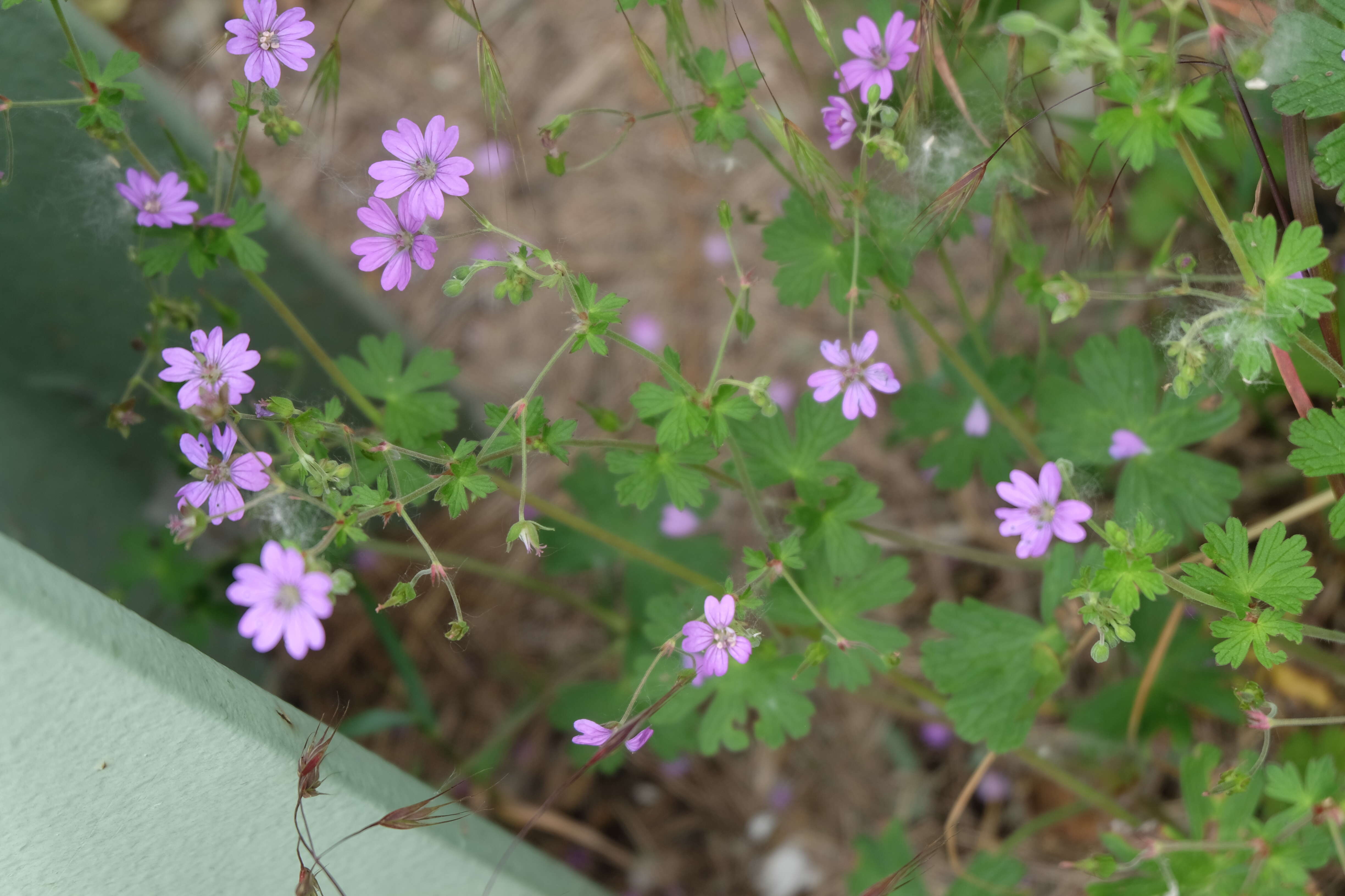 Image of hedgerow geranium