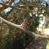 Holoptelea integrifolia (Roxb.) Planch. resmi