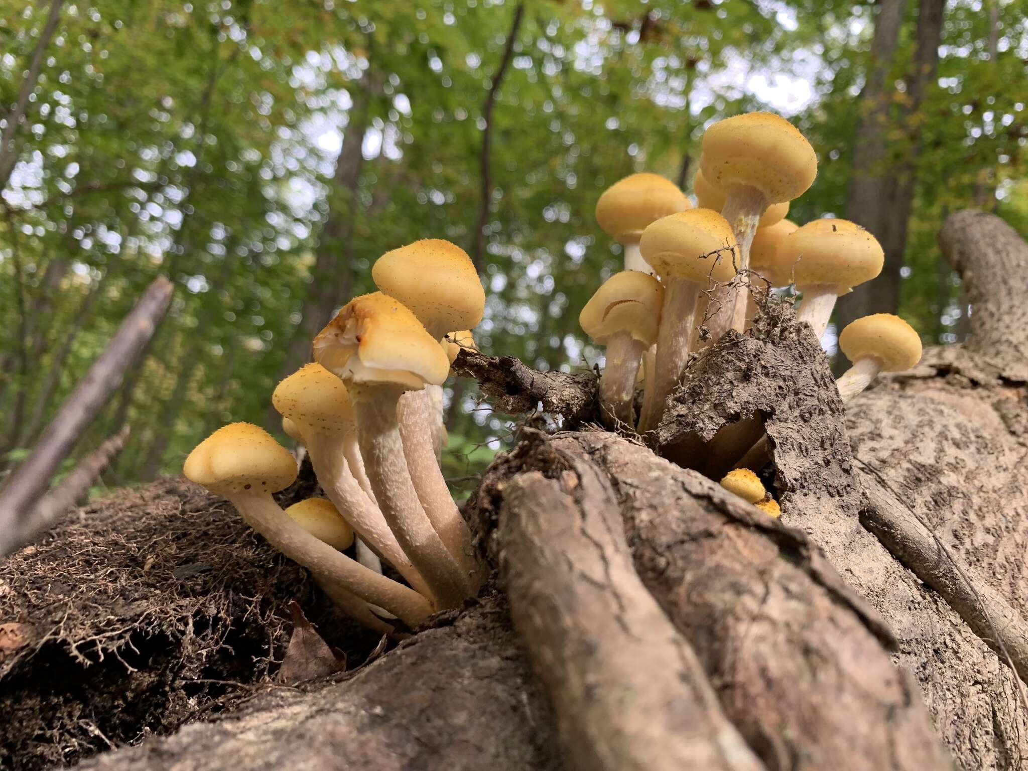 Image of Honey Fungus