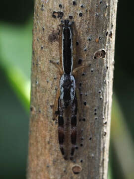 Image of Pike Slender Jumper