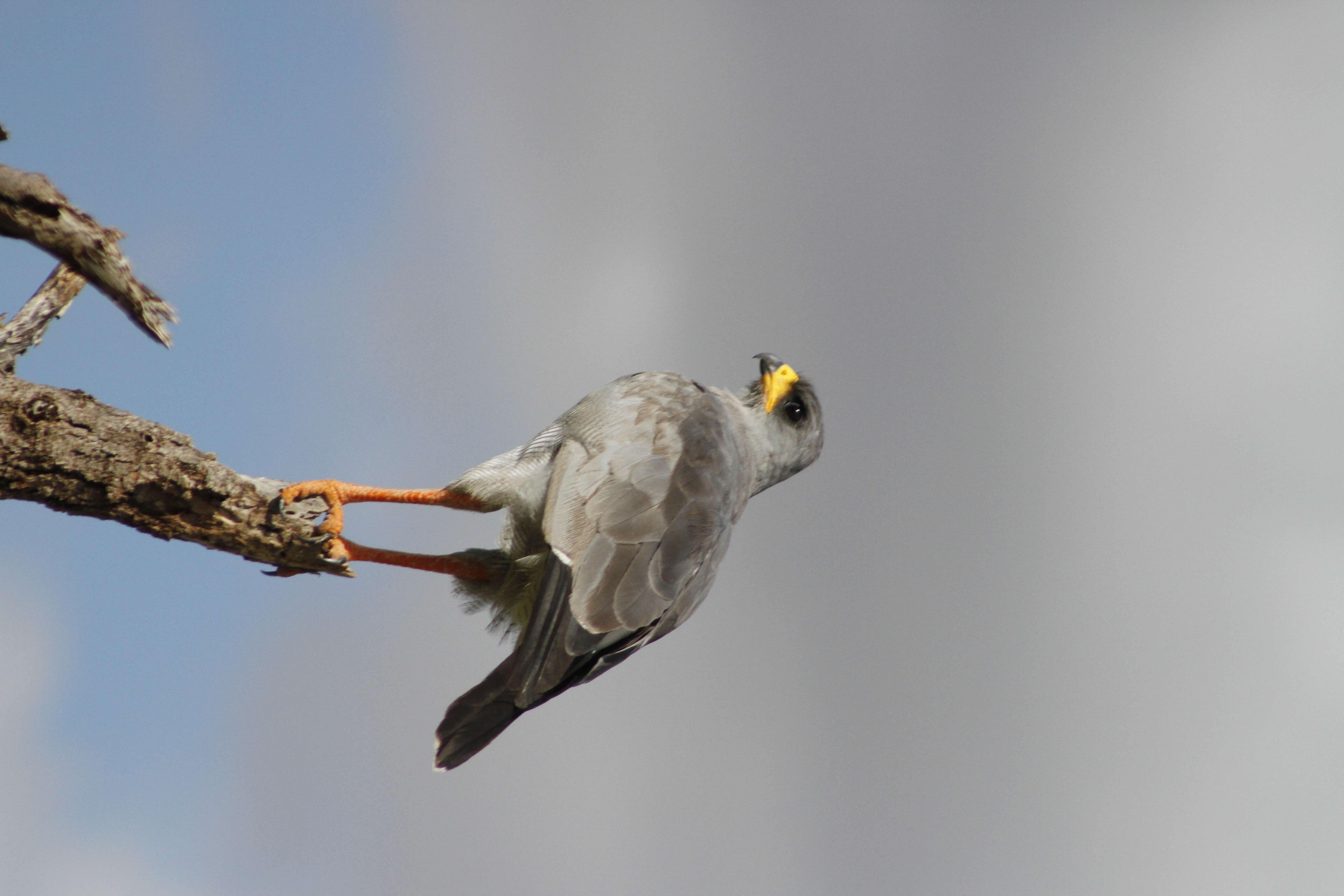 Image of Eastern Chanting Goshawk