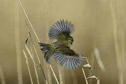 Image of Common Chiffchaff