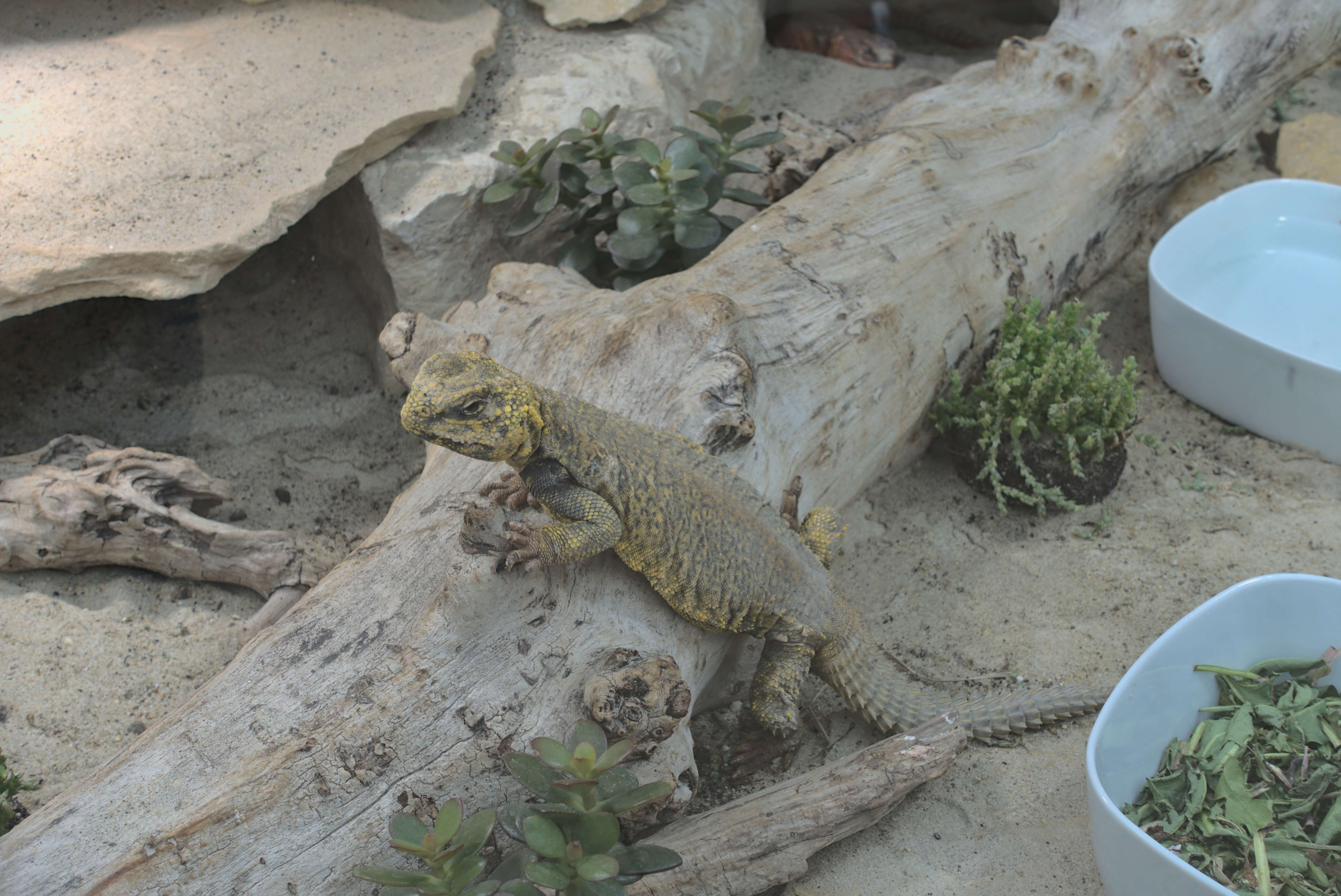 Image of Saharan spiny-tailed lizard