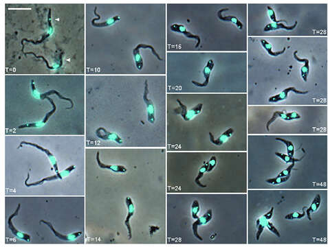 Image of Trypanosoma subgen. Nannomonas